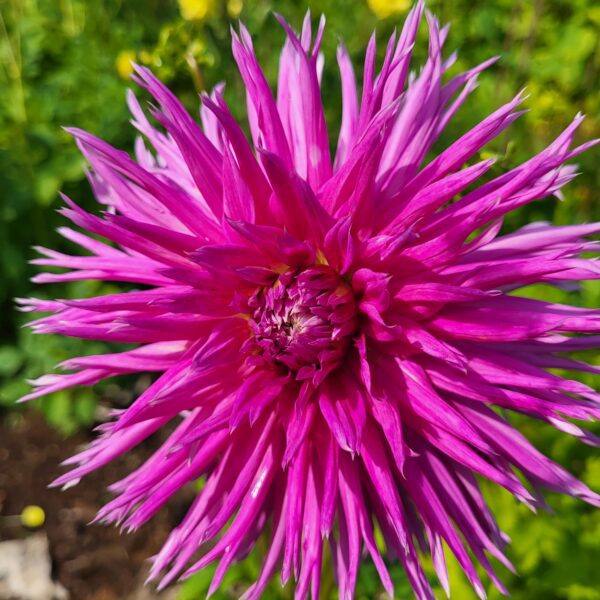 Collection de Dahlias - Le jardin de Pauline 85 | Coex en Vendée