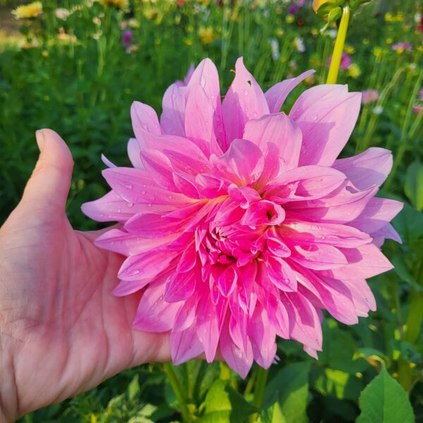 Collection de Dahlias - Le jardin de Pauline 85 | Coex en Vendée