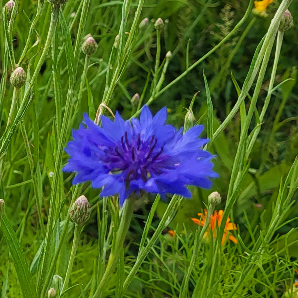 Bleuets - Le jardin de pauline 85 | productrice de fleurs comestibles en Vendée