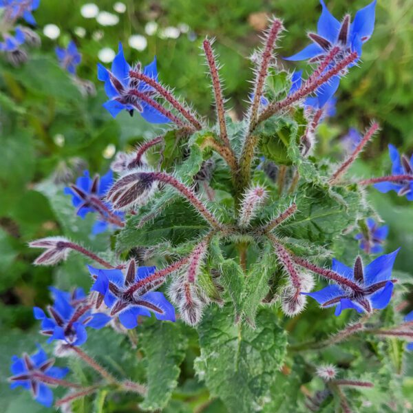 Bourrache - Le jardin de pauline 85 | productrice de fleurs comestibles en Vendée