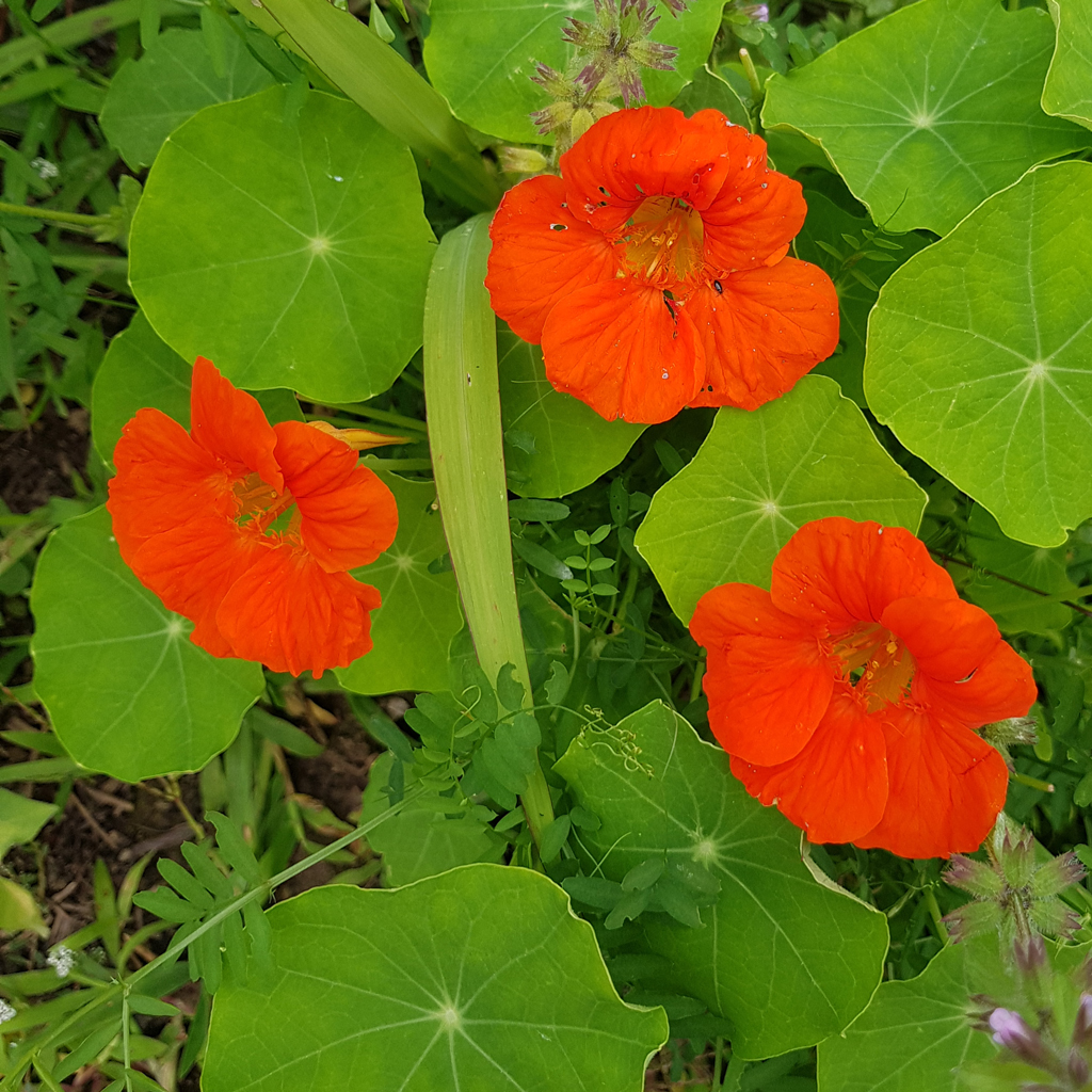 Capucine - Le Jardin de Pauline 85 | productrice de fleurs comestibles en Vendée