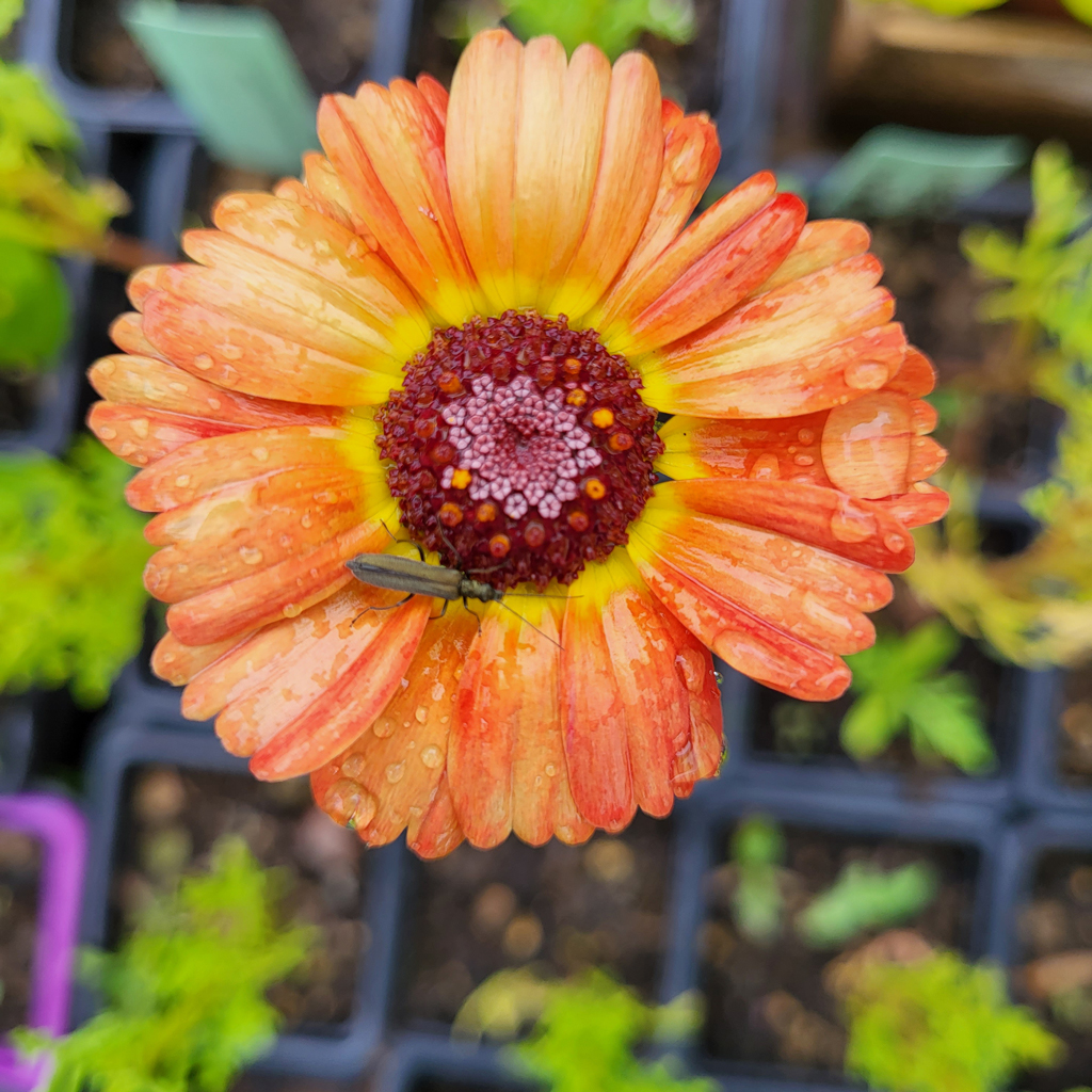 Chrysenthème comestible - Le Jardin de Pauline 85 | productrice de fleurs comestibles en Vendée