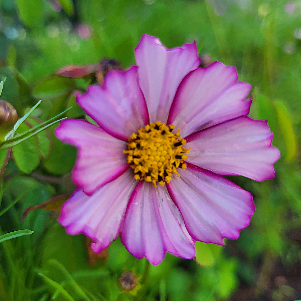 Cosmos - Le Jardin de Pauline 85 | productrice de fleurs comestibles en Vendée