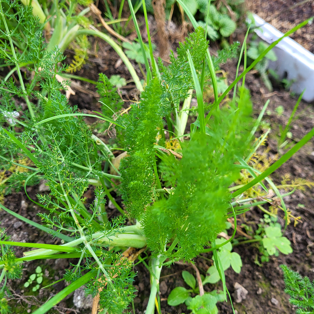 Fenouil - Le Jardin de Pauline 85 | productrice de fleurs comestibles en Vendée