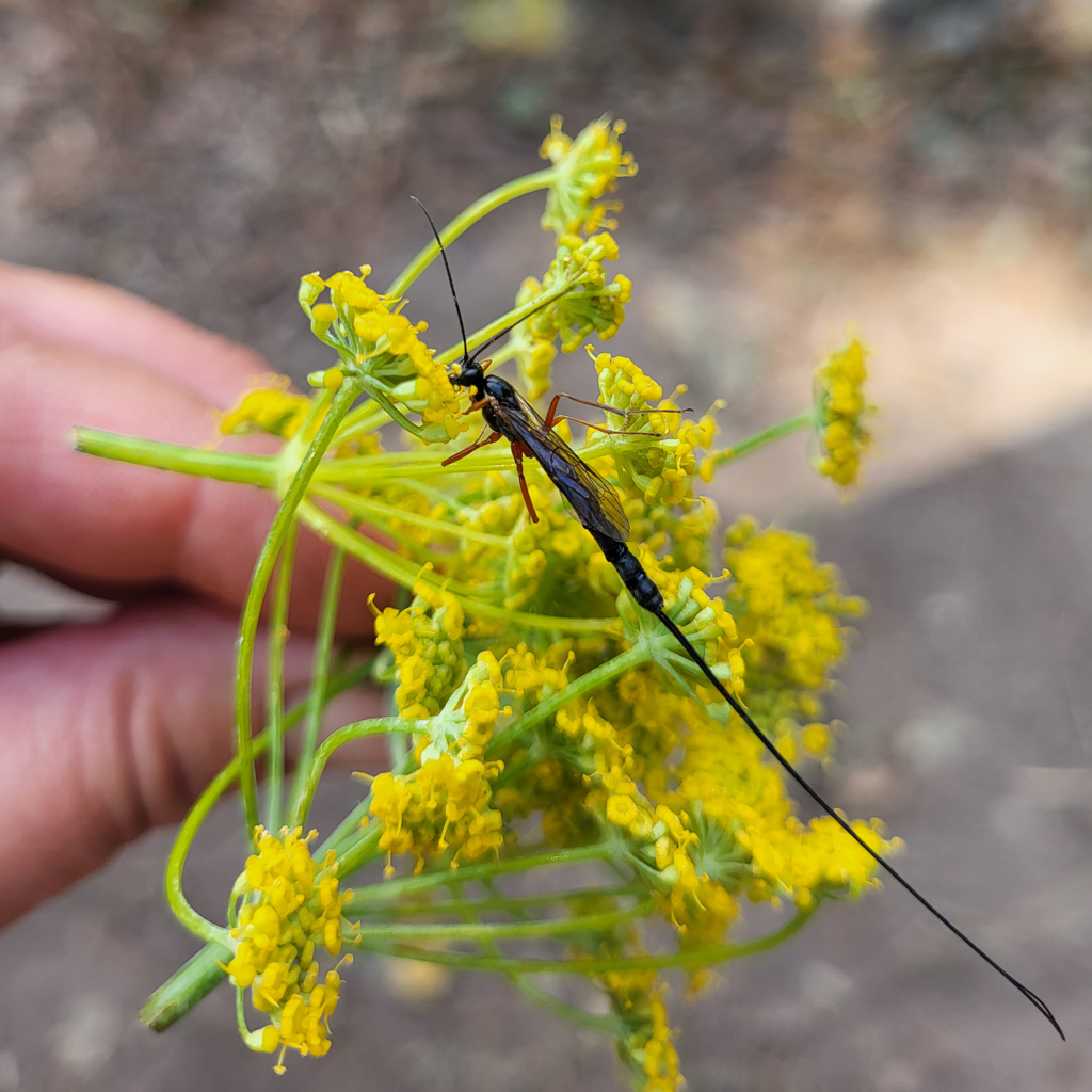 Fenouil - Le jardin de pauline 85 | productrice de fleurs comestibles en Vendée