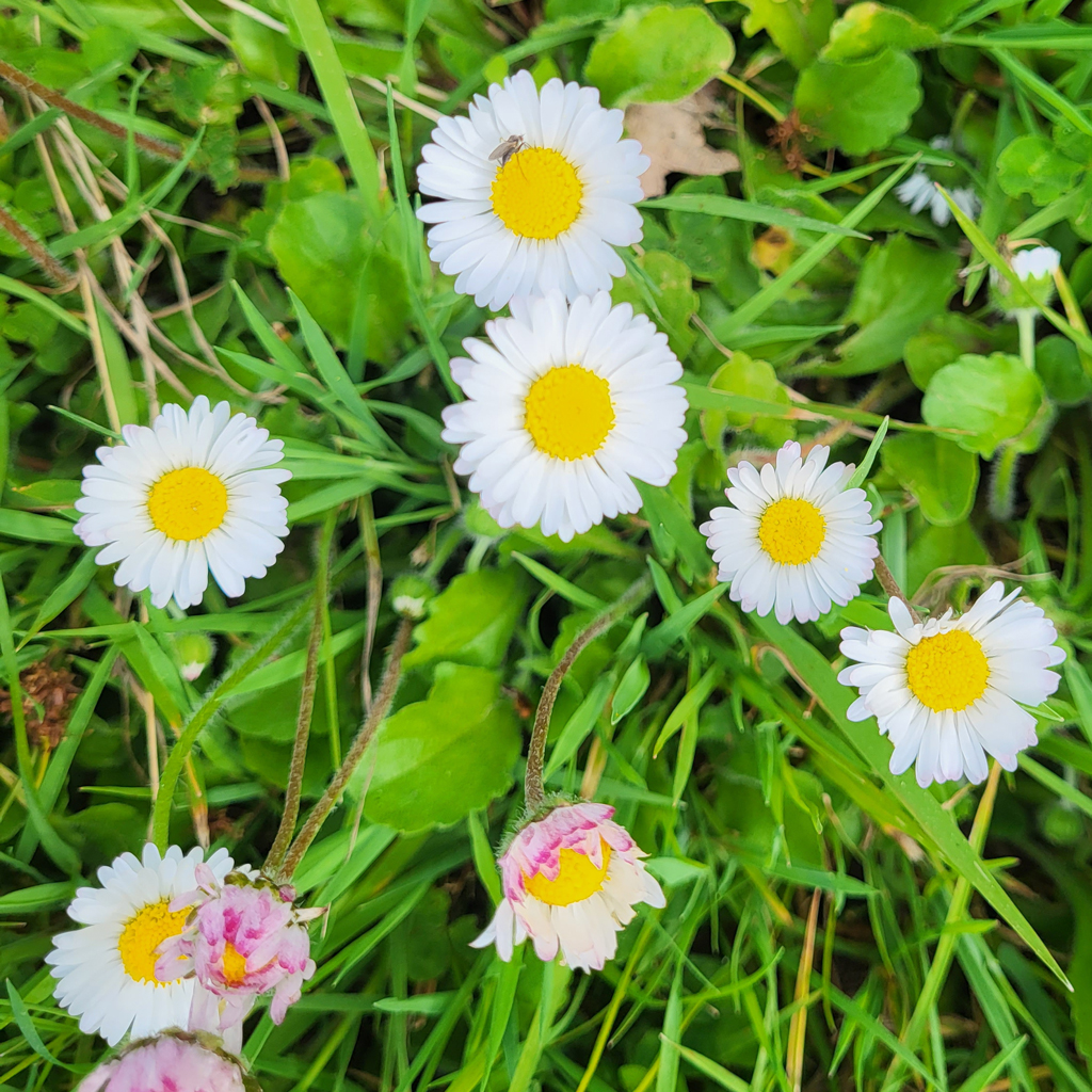 Pâquerette - Le jardin de pauline 85 | productrice de fleurs comestibles en Vendée