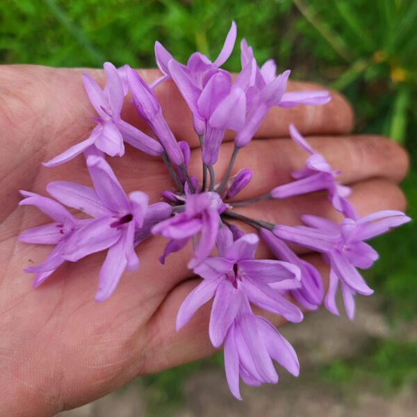 Fleur d'ail - Le Jardin de Pauline 85 | productrice de fleurs comestibles en Vendée