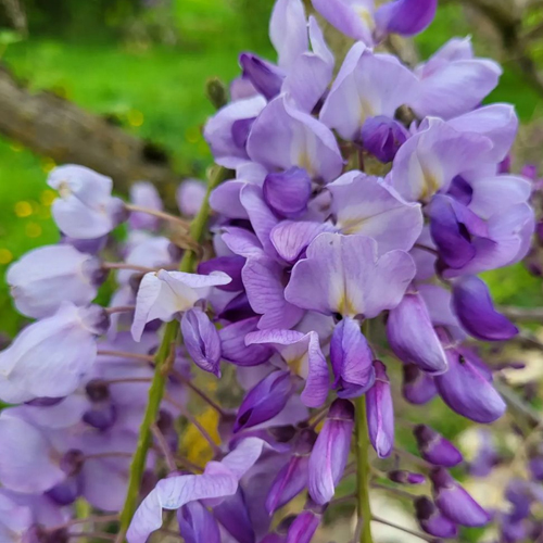 Glycine - Le Jardin de Pauline 85 | productrice de fleurs comestibles en Vendée