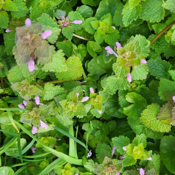 Lamier - Le Jardin de Pauline 85 | productrice de fleurs comestibles en Vendée