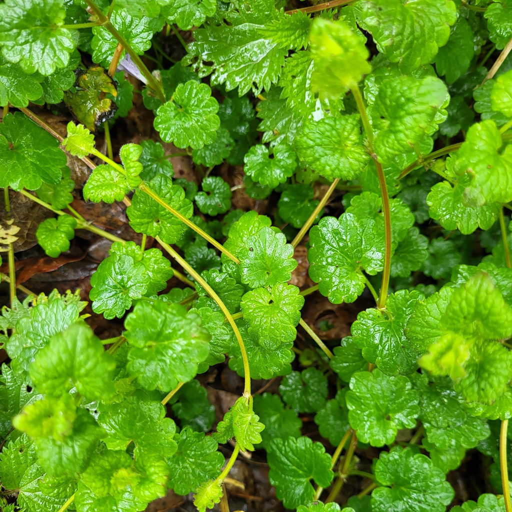 Lierre Terrestre - Le Jardin de Pauline 85 | productrice de fleurs comestibles en Vendée