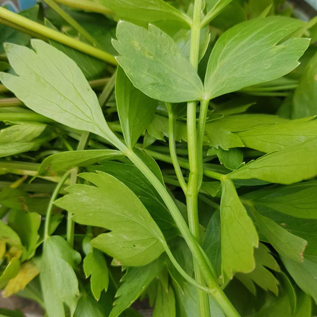 Livèche - Le Jardin de Pauline 85 | productrice de fleurs comestibles en Vendée