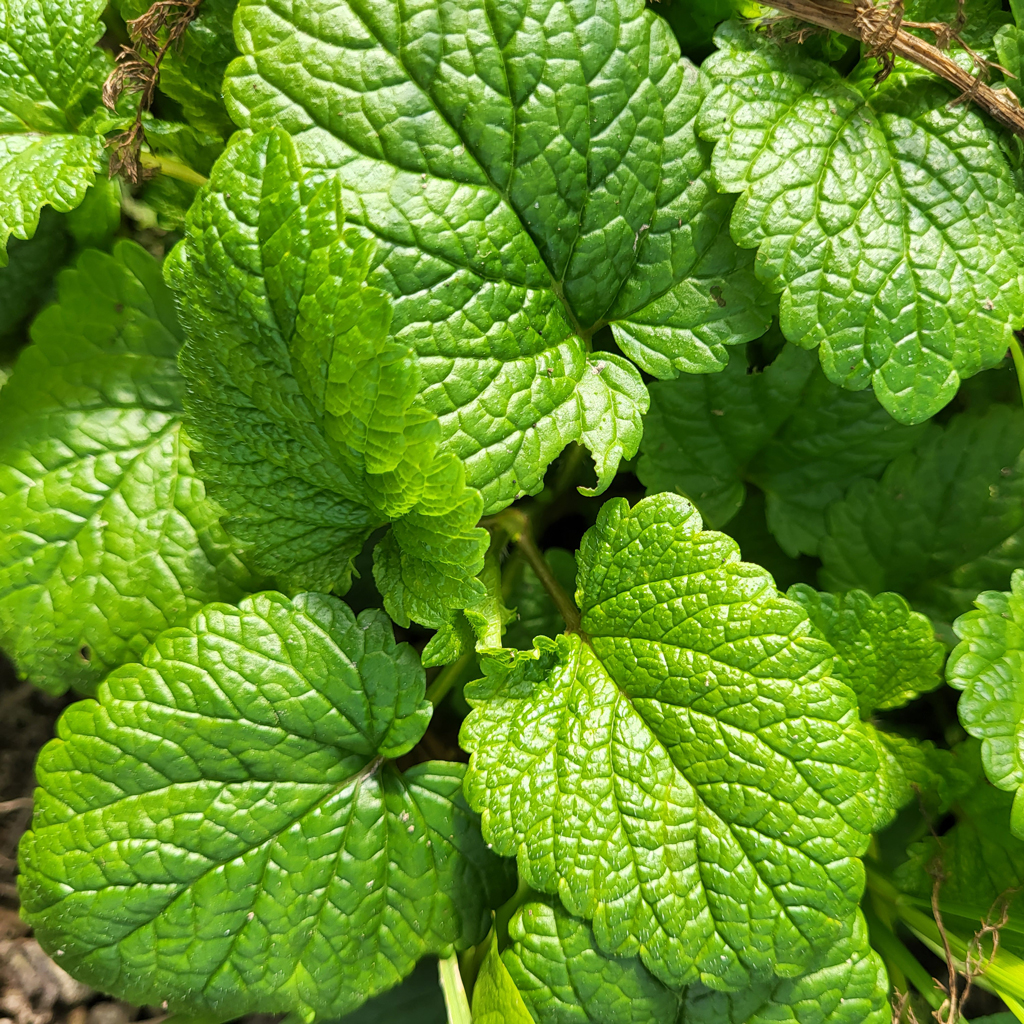 Mélisse - Le jardin de pauline 85 | productrice de fleurs comestibles en Vendée