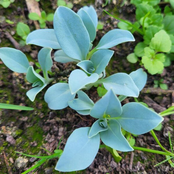 Mertensia - plante à huître - Le jardin de pauline 85 | productrice de fleurs comestibles en Vendée