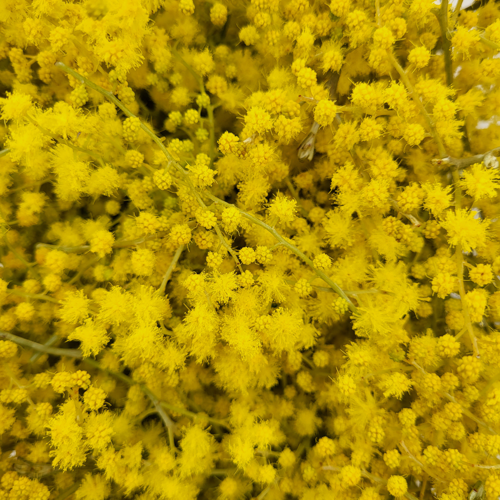 Mimosa - Le Jardin de Pauline 85 | productrice de fleurs comestibles en Vendée