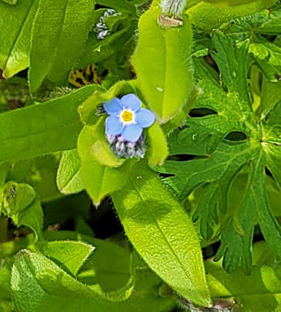 Productrice de fleurs comestibles & fines herbes