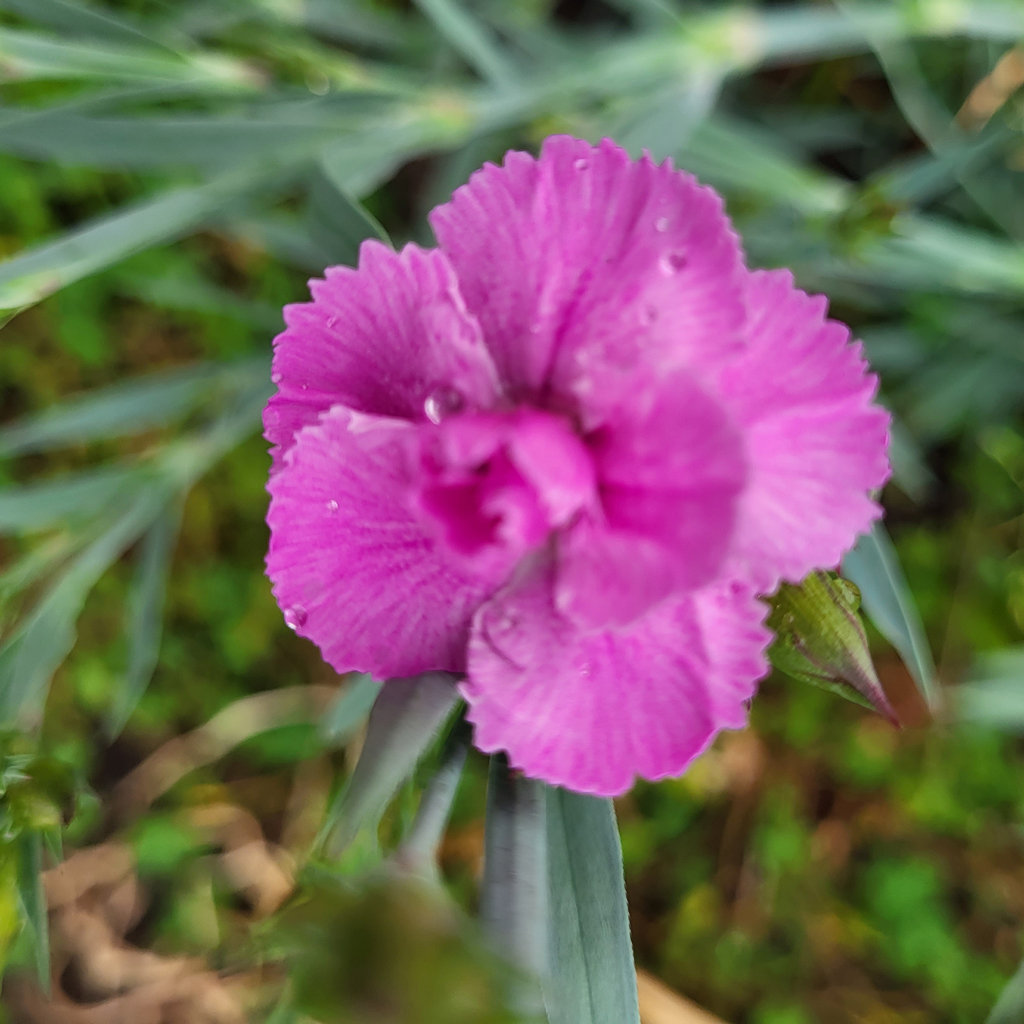 Oeillet - Le jardin de pauline 85 | productrice de fleurs comestibles en Vendée