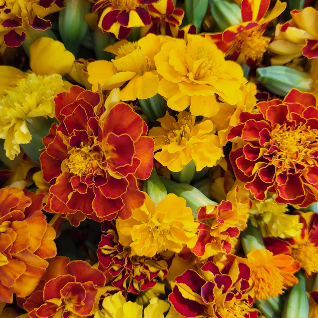 Oeillet d'inde - Le Jardin de Pauline 85 | productrice de fleurs comestibles en Vendée