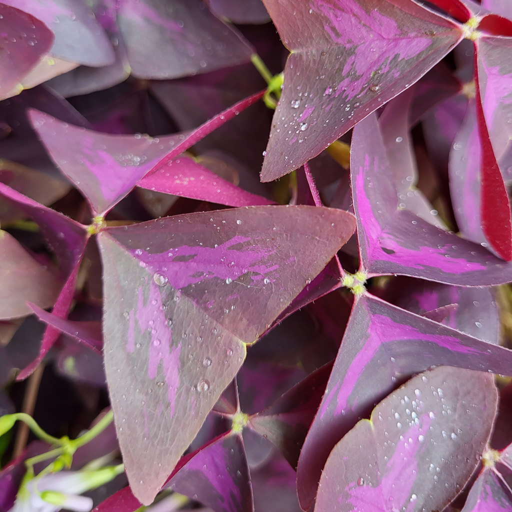 Oxalis papillon - Le jardin de Pauline 85 | productrice de fleurs comestibles en Vendée