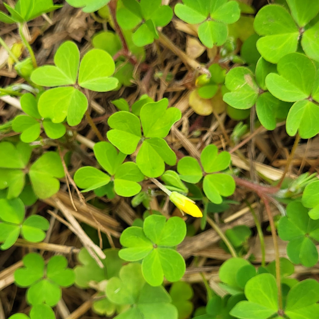 Oxalis - Le Jardin de Pauline 85 | productrice de fleurs comestibles en Vendée