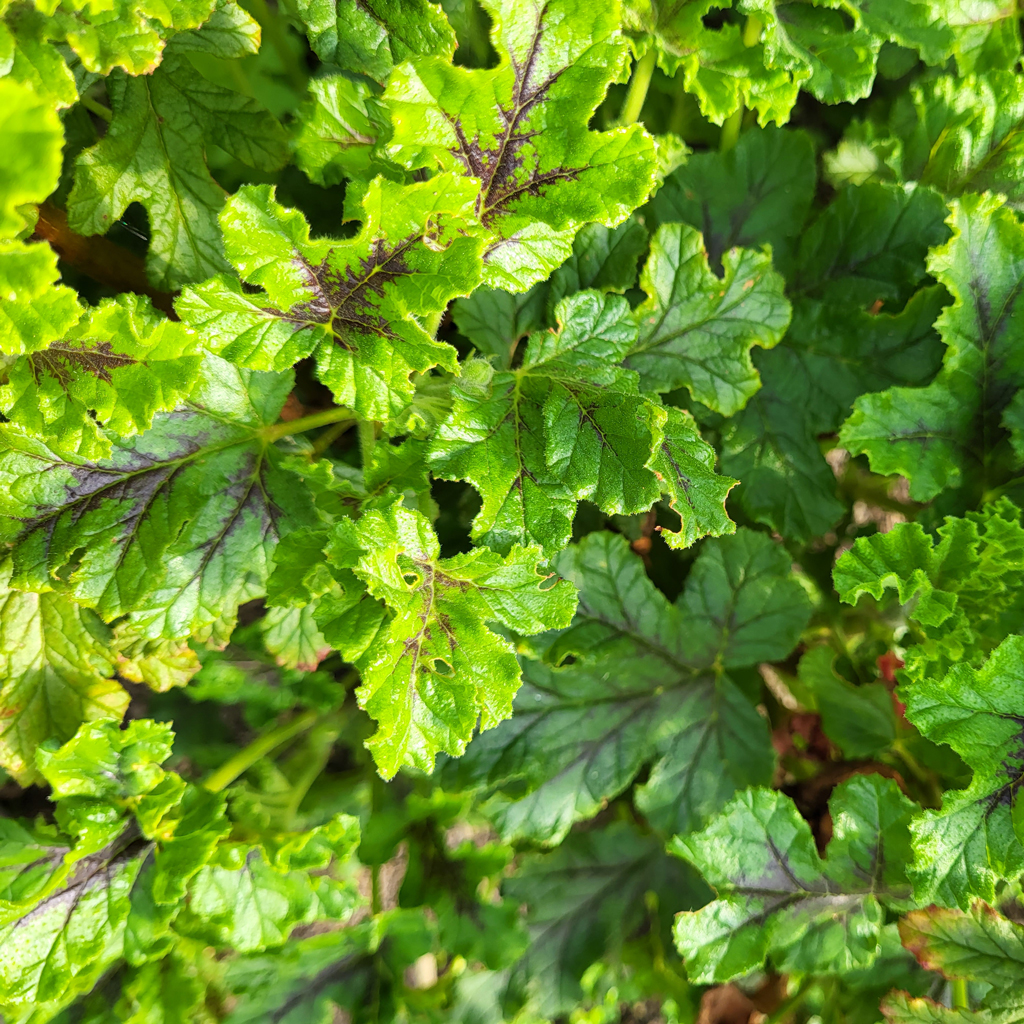 Pelargonium odorant - Le Jardin de Pauline 85 | productrice de fleurs comestibles en Vendée