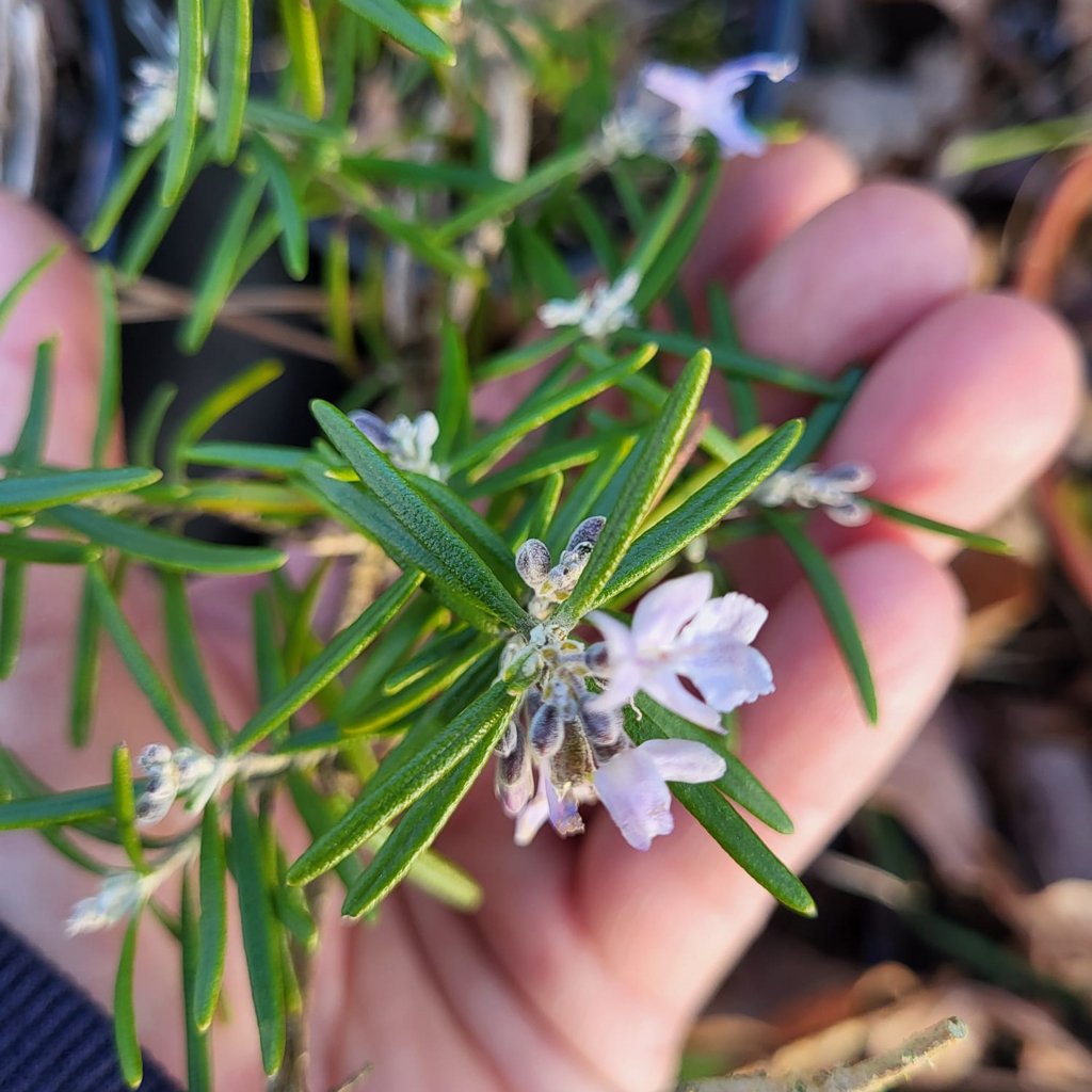 Romarin - Le Jardin de Pauline 85 | productrice de fleurs comestibles en Vendée