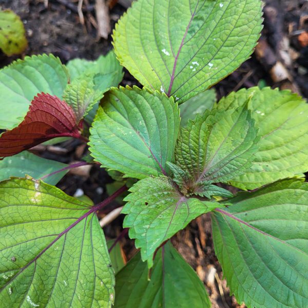 Shiso bicolore - Le Jardin de Pauline 85 | productrice de fleurs comestibles en Vendée