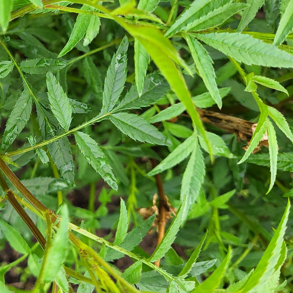 Tagetes lemonii - Le Jardin de Pauline 85 | productrice de fleurs comestibles en Vendée