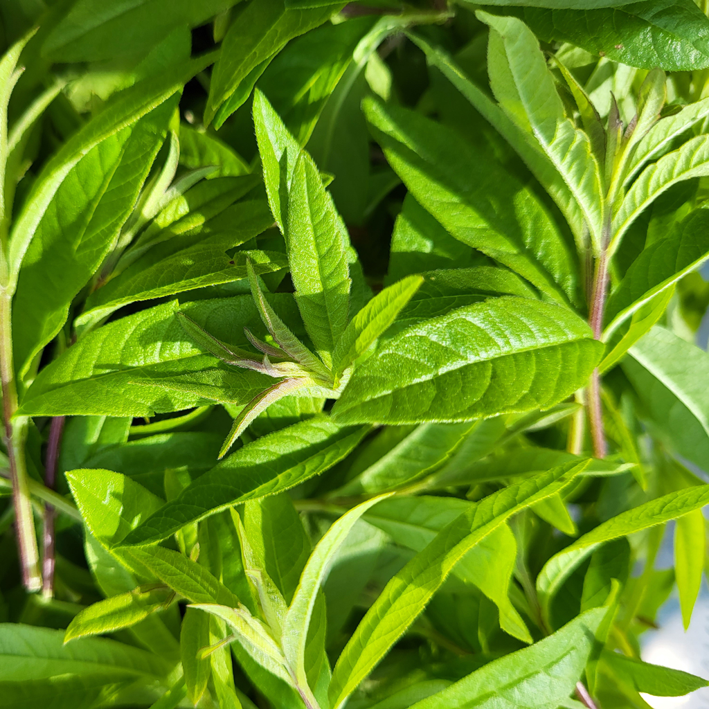 Verveine citronnelle - Le Jardin de Pauline 85 | productrice de fleurs comestibles en Vendée