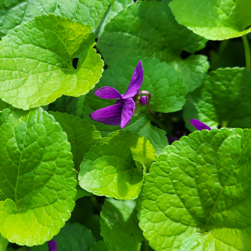 Violette - Le jardin de Pauline 85 | productrice de fleurs comestibles en Vendée