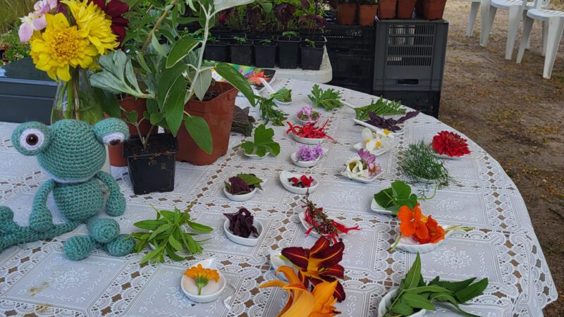 Visite et dégustation de fleurs comestibles